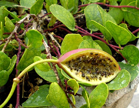 Caper Fruit